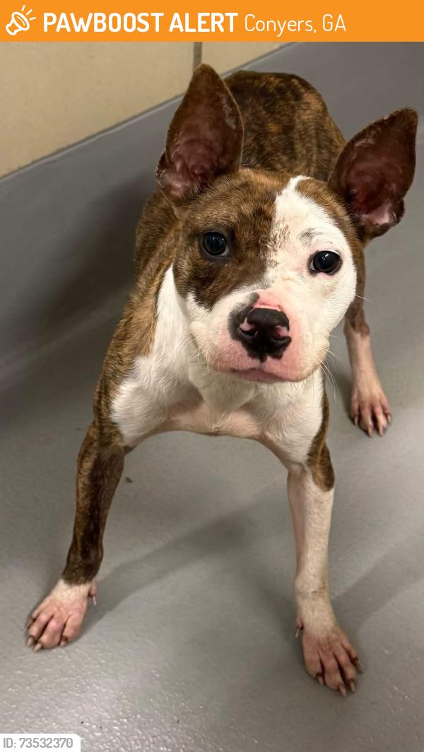 Found/Stray Unknown Dog last seen Located at Rockdale County Animal Service, 1506 Rockbridge Road, Conyers, GA 30012, Conyers, GA 30012