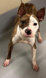 Found/Stray Unknown Dog last seen Located at Rockdale County Animal Service, 1506 Rockbridge Road, Conyers, GA 30012, Conyers, GA 30012