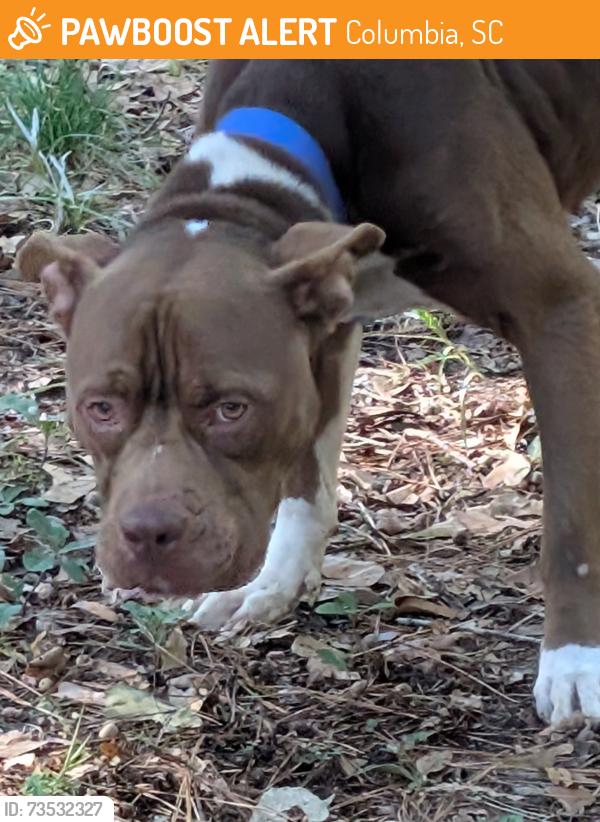 Found/Stray Unknown Dog last seen St Andrews Terrace Rd off Broad River, Columbia, SC 29210