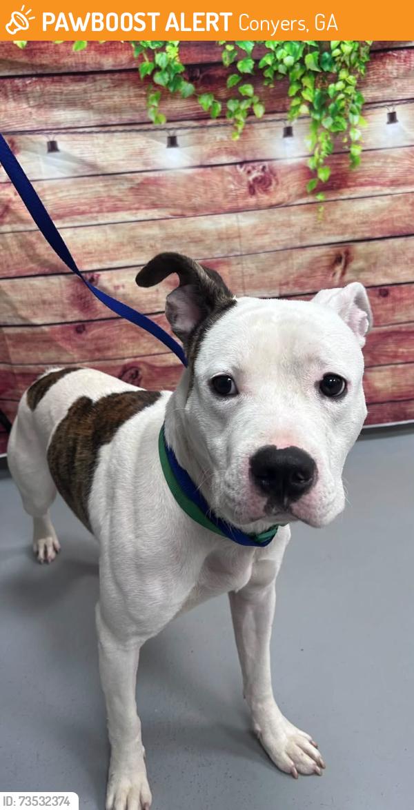 Found/Stray Unknown Dog last seen Located at Rockdale County Animal Service, 1506 Rockbridge Road, Conyers, GA 30012, Conyers, GA 30012