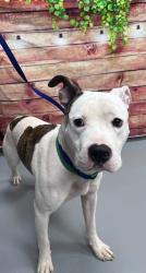 Found/Stray Unknown Dog last seen Located at Rockdale County Animal Service, 1506 Rockbridge Road, Conyers, GA 30012, Conyers, GA 30012