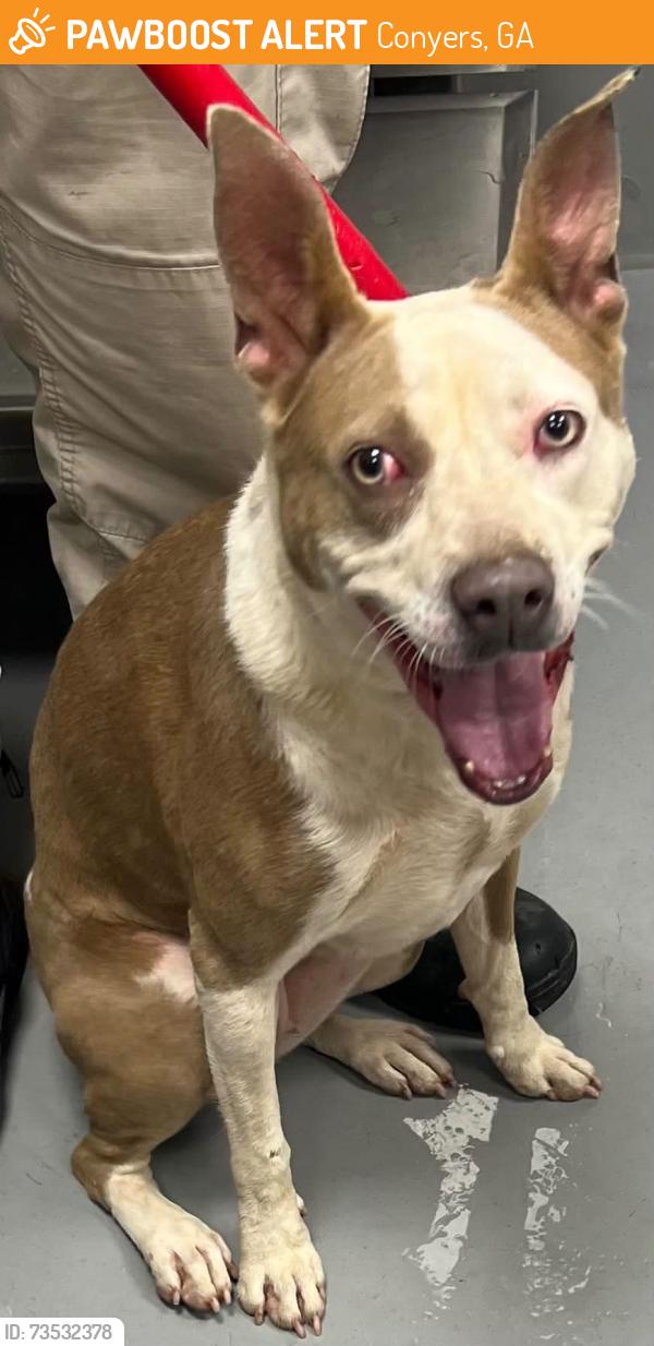 Found/Stray Unknown Dog last seen Located at Rockdale County Animal Service, 1506 Rockbridge Road, Conyers, GA 30012, Conyers, GA 30012