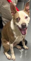 Found/Stray Unknown Dog last seen Located at Rockdale County Animal Service, 1506 Rockbridge Road, Conyers, GA 30012, Conyers, GA 30012