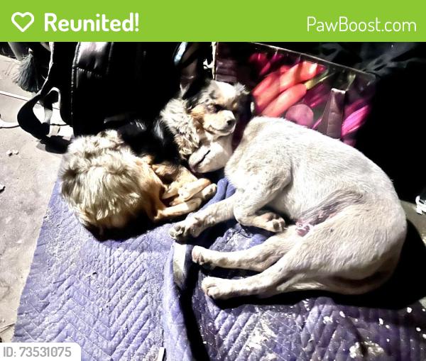 Reunited Male Dog last seen 20th and teller, Lakewood, CO 80214
