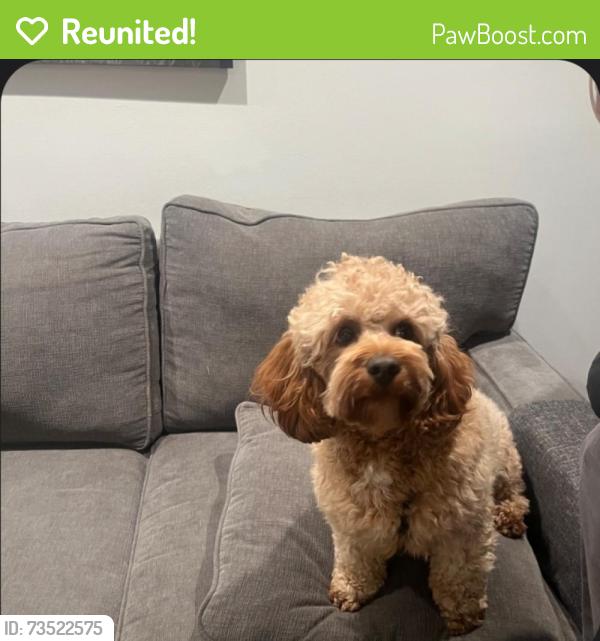 Reunited Male Dog last seen Schoenbeck Road, Prospect Heights, IL 60090