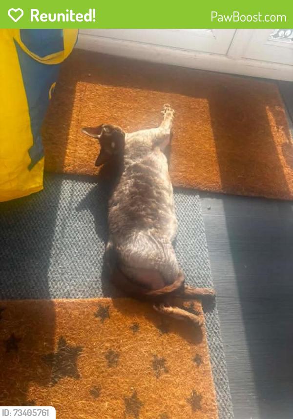 Reunited Male Cat last seen Lydiard Millicent, Lydiard Millicent, England SN5 3LE