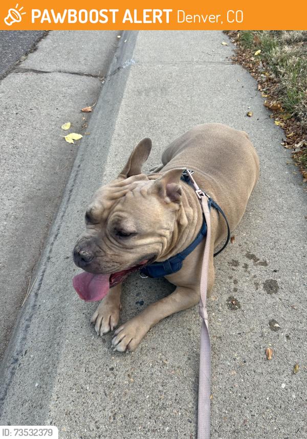 Found/Stray Female Dog last seen Near Evans Ave. and S. Holly St., Denver, CO 80222