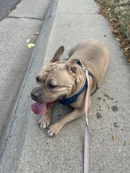 Found/Stray Female Dog last seen Near Evans Ave. and S. Holly St., Denver, CO 80222