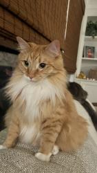 Lost Male Cat last seen Corner of Bruce and Glengariff, Cincinnati, OH 45230