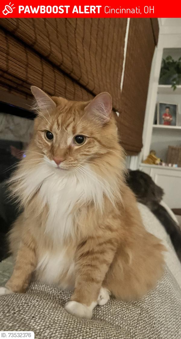 Lost Male Cat last seen Corner of Bruce and Glengariff, Cincinnati, OH 45230