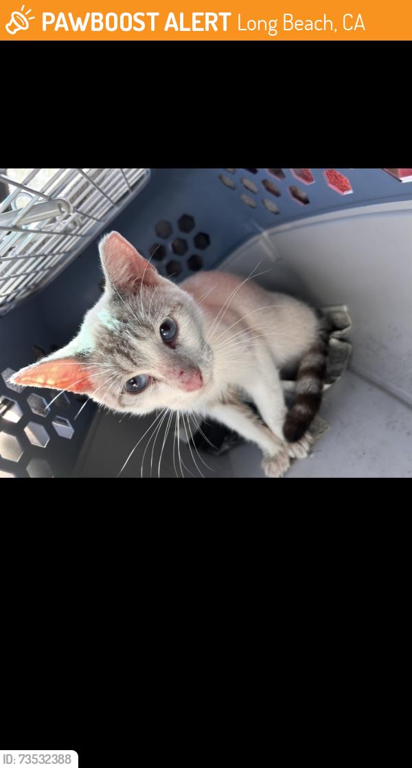 Found/Stray Male Cat last seen Near tasty goody and wingstop parking lot, Long Beach, CA 90806