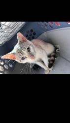 Found/Stray Male Cat last seen Near tasty goody and wingstop parking lot, Long Beach, CA 90806