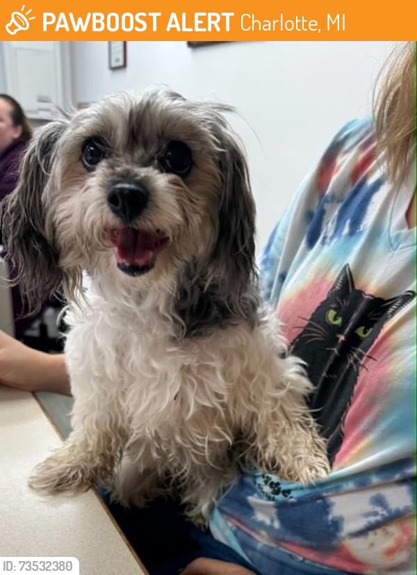 Found/Stray Female Dog last seen m79 and ainger, Charlotte , MI, Charlotte, MI 48813