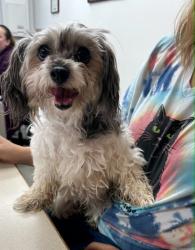 Found/Stray Female Dog last seen m79 and ainger, Charlotte , MI, Charlotte, MI 48813