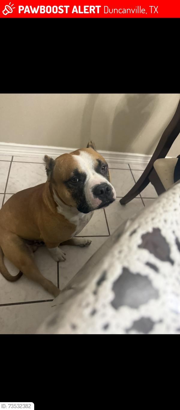 Lost Male Dog last seen Dawson Dr. & Michaels Dr, Duncanville, TX 75116
