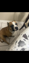 Lost Male Dog last seen Dawson Dr. & Michaels Dr, Duncanville, TX 75116