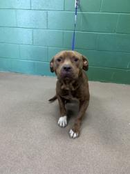 Shelter Stray Male Dog last seen Highway 24 and New Hope 29626, Anderson County, SC, 1320 US-29, Anderson, SC 29626, USA