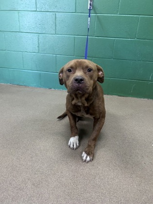 Shelter Stray Male Dog last seen Highway 24 and New Hope 29626, Anderson County, SC, 1320 US-29, Anderson, SC 29626, USA