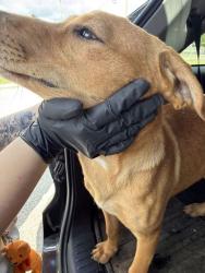 Shelter Stray Female Dog last seen Near N Broadway, Knox County GP, TN, 3201 Division St, Knoxville, TN 37919, USA