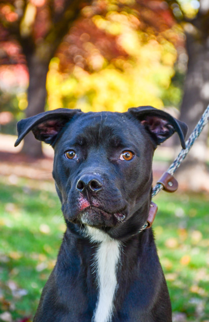Shelter Stray Male Dog last seen 24th and Nob Hill, City of Yakima, WA, 2405 W Birchfield Rd, Yakima, WA 98901, USA
