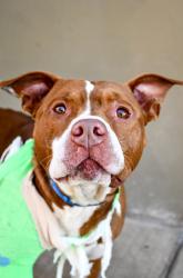 Shelter Stray Male Dog last seen Near Yakima Valley Hwy, Yakima County, WA, 2405 W Birchfield Rd, Yakima, WA 98901, USA