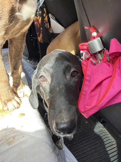 Shelter Stray Male Dog last seen Near N Broadway, Knox County GP, TN, 3201 Division St, Knoxville, TN 37919, USA