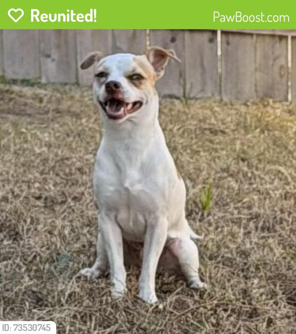 Reunited Male Dog last seen Harlesden Ln & Stamford Hill Ln, Houston, TX 77047