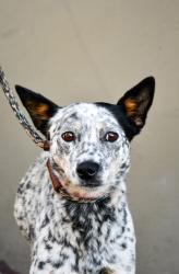 Shelter Stray Female Dog last seen Near Ahtanum Rd, City of Yakima, WA, 2405 W Birchfield Rd, Yakima, WA 98901, USA