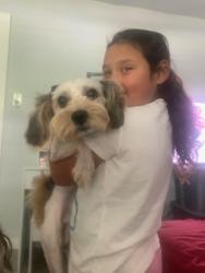 Lost Male Dog last seen Near Tiffany Ln, Lewisville, TX 75067