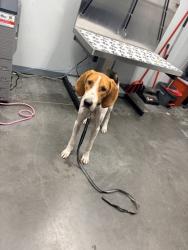 Shelter Stray Male Dog last seen Shulerville Road and Halfway Creek Road, Berkeley County, SC, 2455 Remount Rd, North Charleston, SC 29406, USA