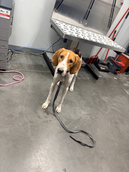 Shelter Stray Male Dog last seen Shulerville Road and Halfway Creek Road, Berkeley County, SC, 2455 Remount Rd, North Charleston, SC 29406, USA