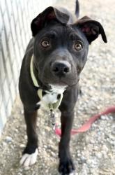 Shelter Stray Female Dog last seen S Chestnut Ave & N Nebraska Ave, Fresno Zone Fresno CO 3 93725, CA, 1510 W Dan Ronquillo Dr, Fresno, CA 93706, USA