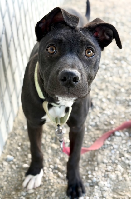 Shelter Stray Female Dog last seen S Chestnut Ave & N Nebraska Ave, Fresno Zone Fresno CO 3 93725, CA, 1510 W Dan Ronquillo Dr, Fresno, CA 93706, USA