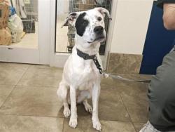 Shelter Stray Female Dog last seen Alamosa/Ignacia- La Conterra neighborhood, City of Georgetown, TX, 1855 SE Inner Loop, Georgetown, TX 78626, USA