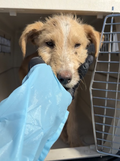 Shelter Stray Female Dog last seen E Bowles Ave & S Chance Ave, Fresno Zone Fresno CO 3 93725, CA, 1510 W Dan Ronquillo Dr, Fresno, CA 93706, USA