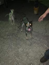 Shelter Stray Male Dog last seen , , TX, 355 Hillshire Dr, Haslet, TX 76052, USA