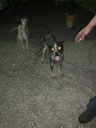 Shelter Stray Male Dog last seen , , TX, 355 Hillshire Dr, Haslet, TX 76052, USA