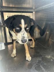 Shelter Stray Male Dog last seen Near VOGT ST, Central District, TX, 355 Hillshire Dr, Haslet, TX 76052, USA