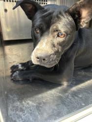 Shelter Stray Female Dog last seen Near VOGT ST, Central District, TX, 355 Hillshire Dr, Haslet, TX 76052, USA