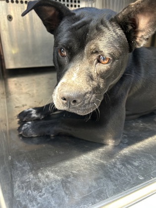 Shelter Stray Female Dog last seen Near VOGT ST, Central District, TX, 355 Hillshire Dr, Haslet, TX 76052, USA