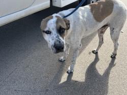 Shelter Stray Male Dog last seen Near Wilhelm St, East District, TX, 355 Hillshire Dr, Haslet, TX 76052, USA