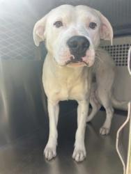 Shelter Stray Male Dog last seen Near CRESTBROOK DR, North District,, 355 Hillshire Dr, Haslet, TX 76052, USA