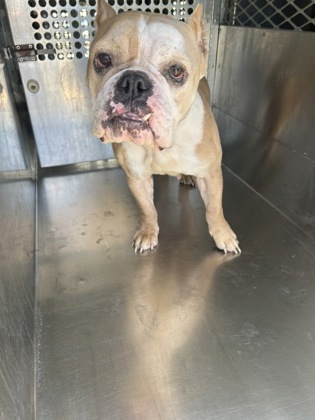 Shelter Stray Female Dog last seen Near CHESAPEAKE PL APT 5837, West District, TX, 355 Hillshire Dr, Haslet, TX 76052, USA