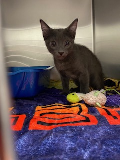 Shelter Stray Female Cat last seen Near Arcadia Dr, Keller, TX, 330 Rufe Snow Dr, Keller, TX 76248, USA