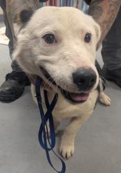 Shelter Stray Female Dog last seen Aqua Freya (ACO-PN) NEEDS TO SPEAK TO OWNER, Valencia,, 1209 NM-314, Los Lunas, NM 87031, USA