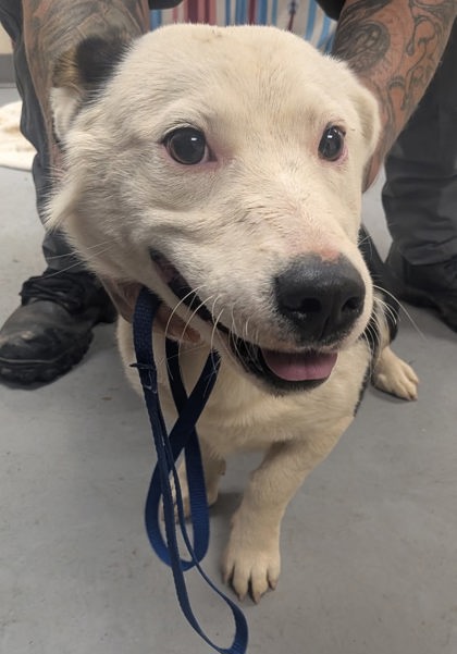Shelter Stray Female Dog last seen Aqua Freya (ACO-PN) NEEDS TO SPEAK TO OWNER, Valencia,, 1209 NM-314, Los Lunas, NM 87031, USA