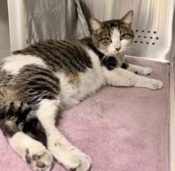 Shelter Stray Male Cat last seen Near Beryl, 21205, MD, 2490 Giles Rd, Baltimore, MD 21225, USA