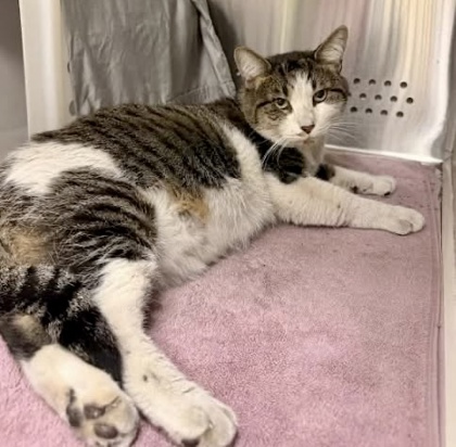 Shelter Stray Male Cat last seen Near Beryl, 21205, MD, 2490 Giles Rd, Baltimore, MD 21225, USA