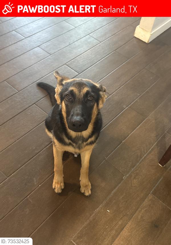 Lost Female Dog last seen Apollo kingsbridge, Garland, TX 75040