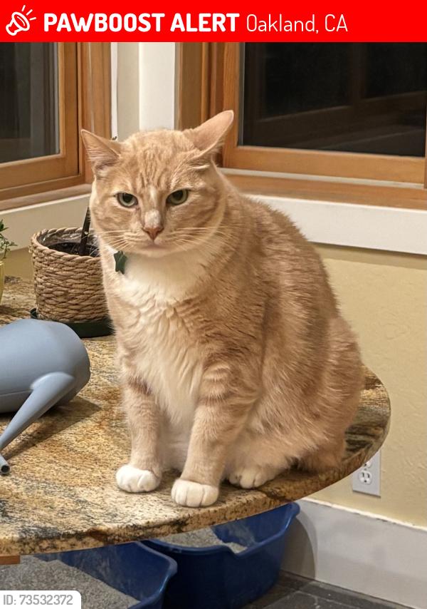Lost Male Cat last seen In yard of hse off Elmwood Ave (near intersection of Grand Ave), Oakland, CA 94610